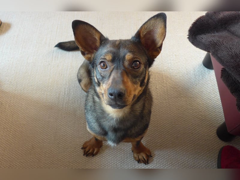 SAIA sucht ein Zuhause