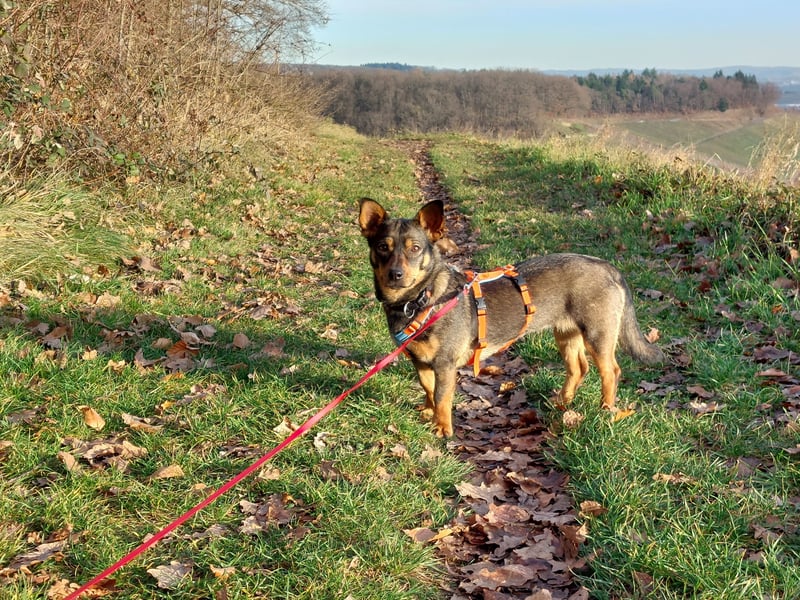 SAIA sucht ein Zuhause