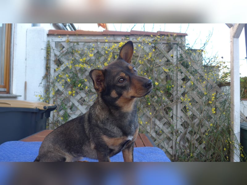 SAIA sucht ein Zuhause