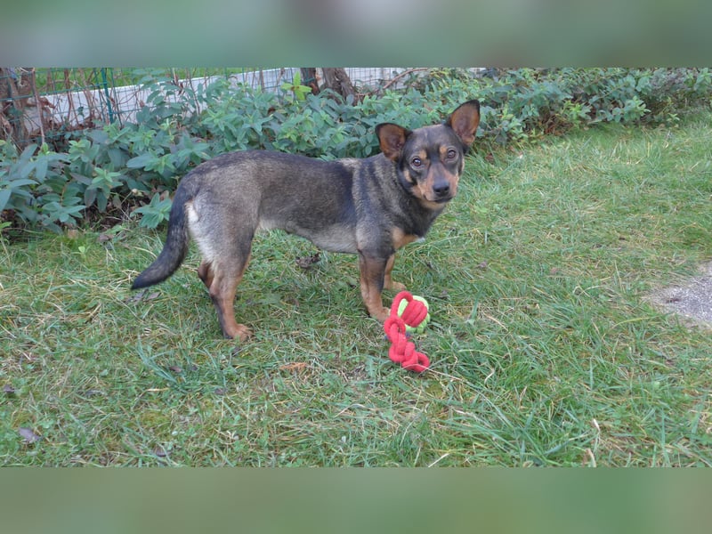 SAIA sucht ein Zuhause