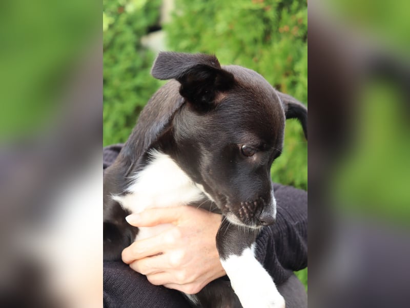 Verspielte Junghündin POPPY sucht ihr Zuhause!