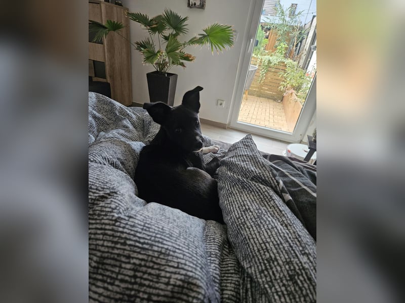 Verspielte Junghündin POPPY sucht ihr Zuhause!
