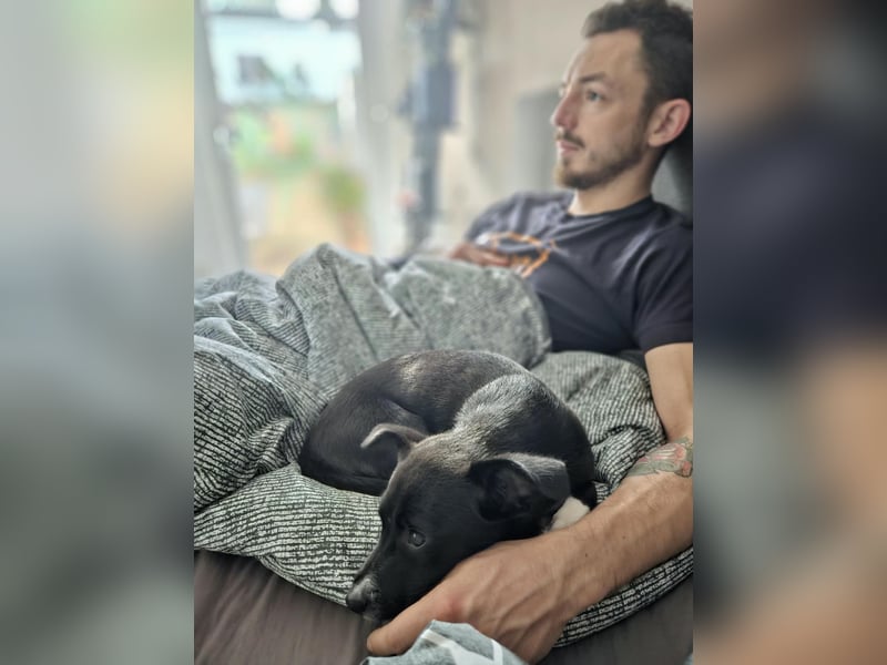 Verspielte Junghündin POPPY sucht ihr Zuhause!