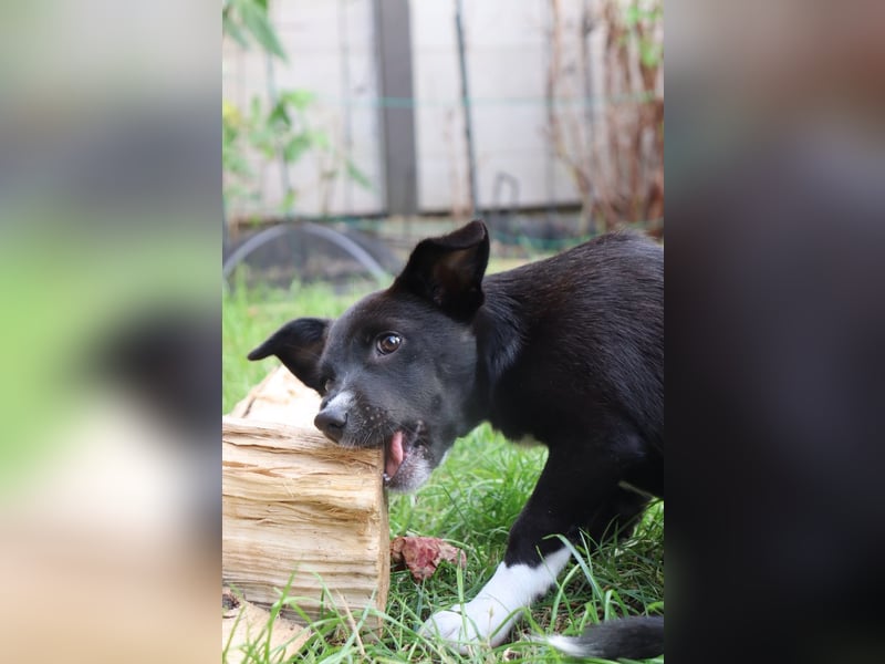 Verspielte Junghündin POPPY sucht ihr Zuhause!