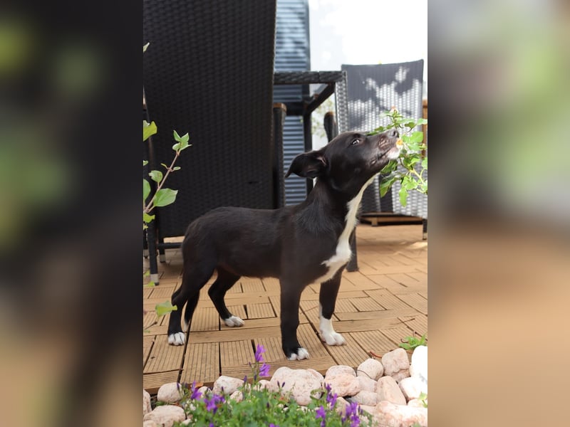 Verspielte Junghündin POPPY sucht ihr Zuhause!