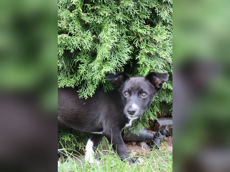Verspielte Junghündin POPPY sucht ihr Zuhause!