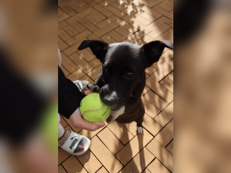 Verspielte Junghündin POPPY sucht ihr Zuhause!