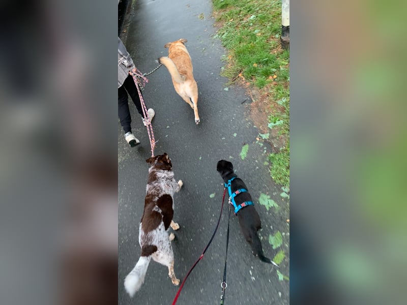 Verspielte Junghündin POPPY sucht ihr Zuhause!