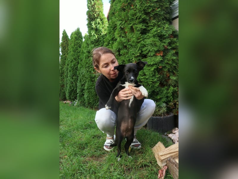Verspielte Junghündin POPPY sucht ihr Zuhause!