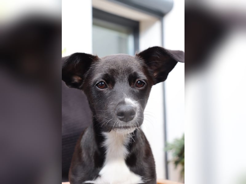 Verspielte Junghündin POPPY sucht ihr Zuhause!
