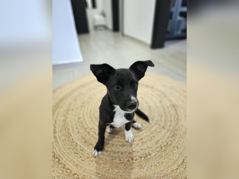 Verspielte Junghündin POPPY sucht ihr Zuhause!