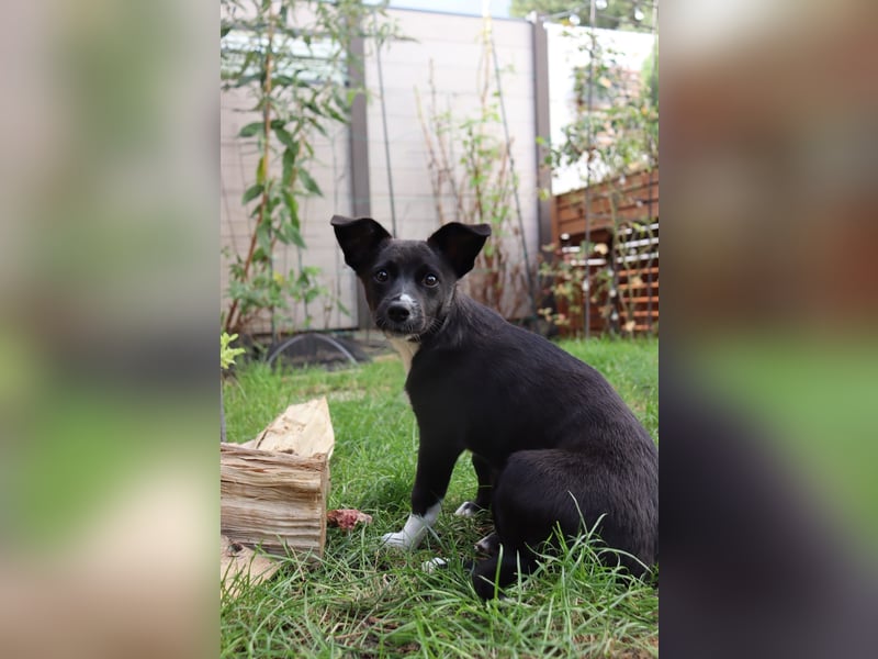 Verspielte Junghündin POPPY sucht ihr Zuhause!