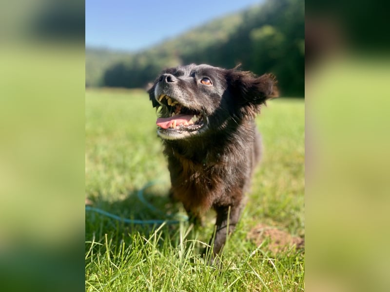 Rüde Chewbacca – treuer Kuschelbär mit großem Herz