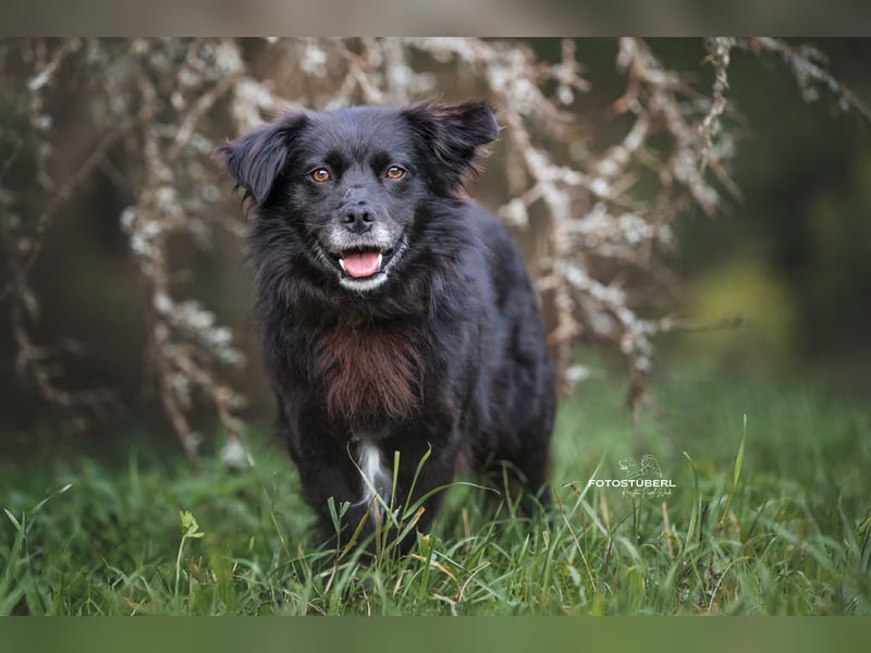 Chewbacca – ruhig, verschmust, gelehrig, lustig