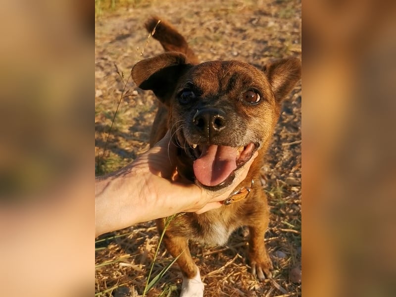 Ringo sucht sein zu Hause!❤️