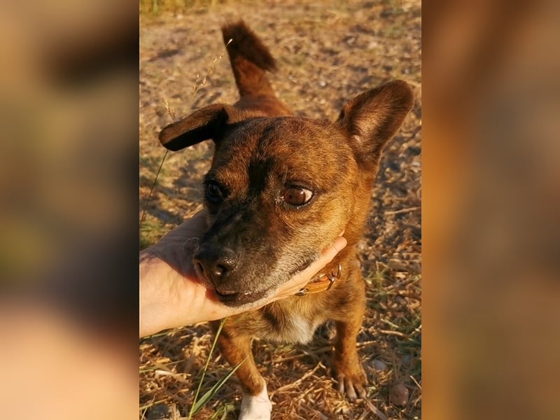 Ringo sucht sein zu Hause!❤️