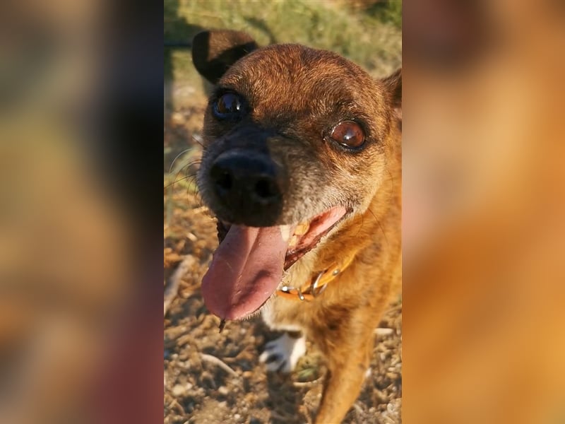 Ringo sucht sein zu Hause!❤️