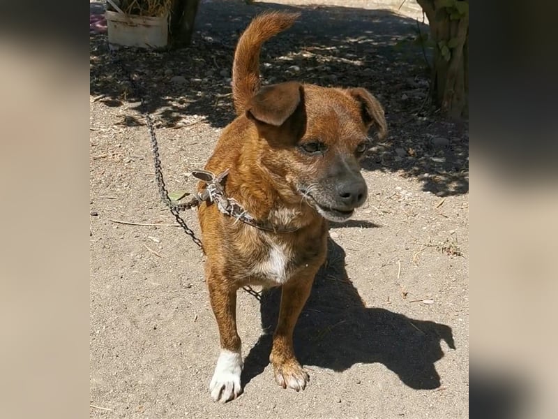 Ringo sucht sein zu Hause!❤️