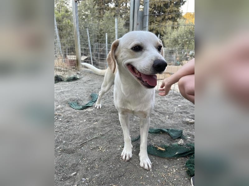 Kalli sucht sein zu Hause!❤️