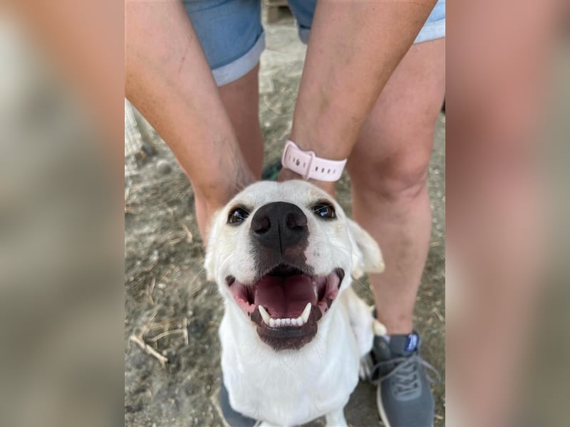 Kalli sucht sein zu Hause!❤️