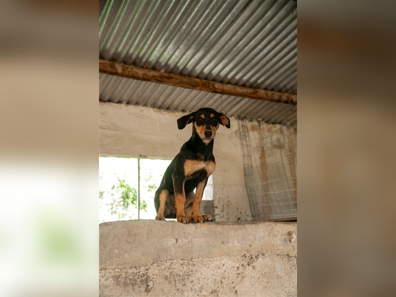 Susi sucht ihr zu Hause! ❤️