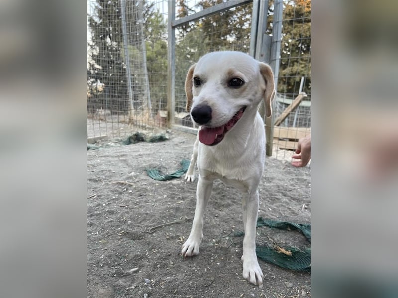 Kalli sucht sein zu Hause!❤️