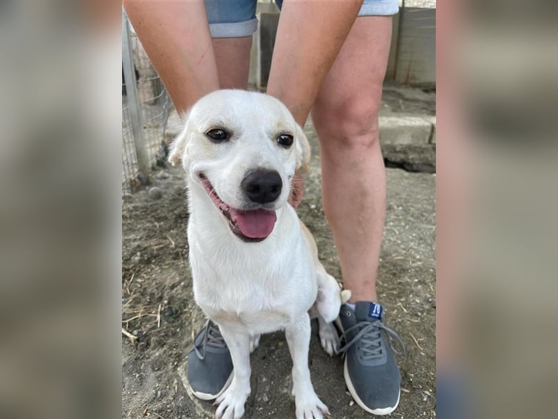 Kalli sucht sein zu Hause!❤️