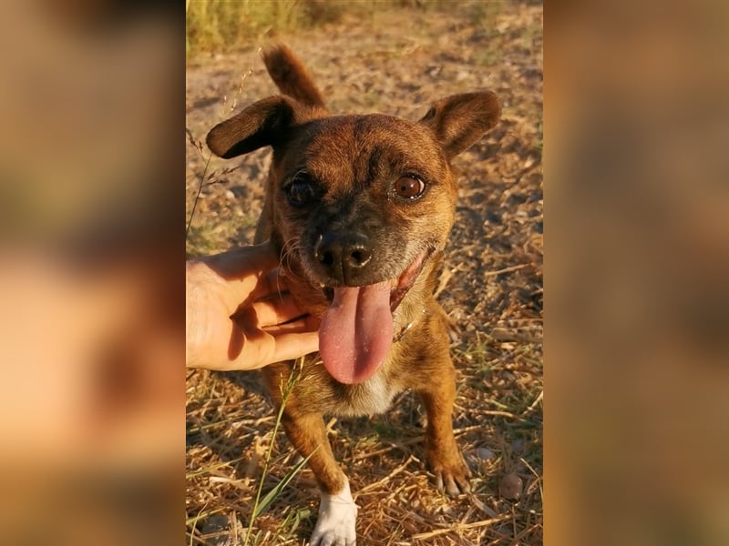 Ringo sucht sein zu Hause!❤️