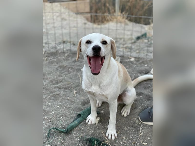 Kalli sucht sein zu Hause!❤️