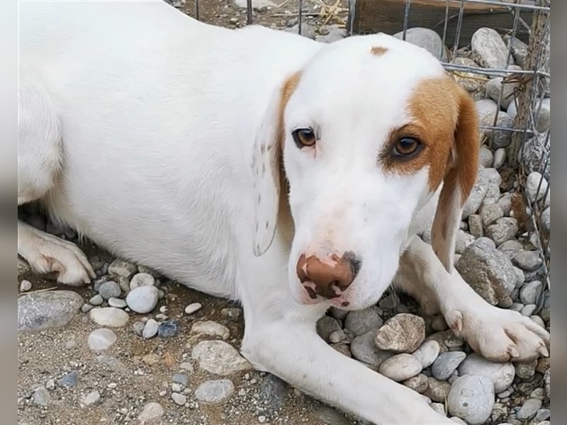 Rocky sucht sein zu Hause! ❤️