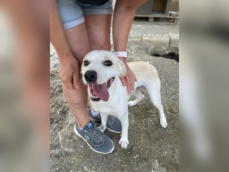 Kalli sucht sein zu Hause!❤️