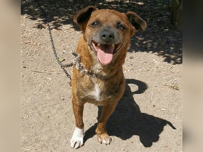 Ringo sucht sein zu Hause!❤️