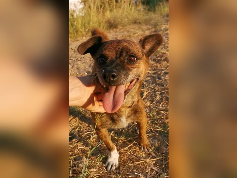 Ringo sucht sein zu Hause!❤️