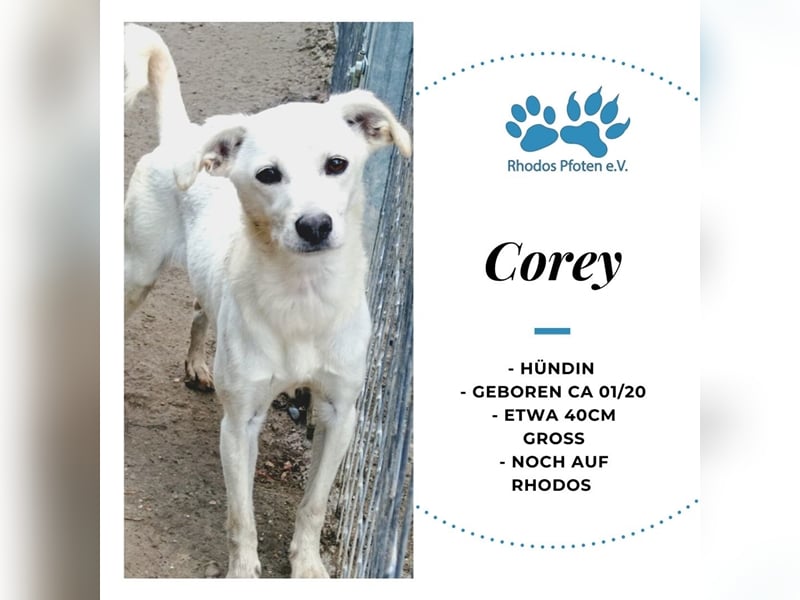 Corey sucht ihr zu Hause! ❤️