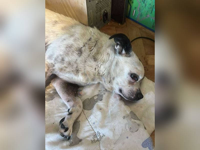 Victor-kleiner Handicaphund sucht Liebe!