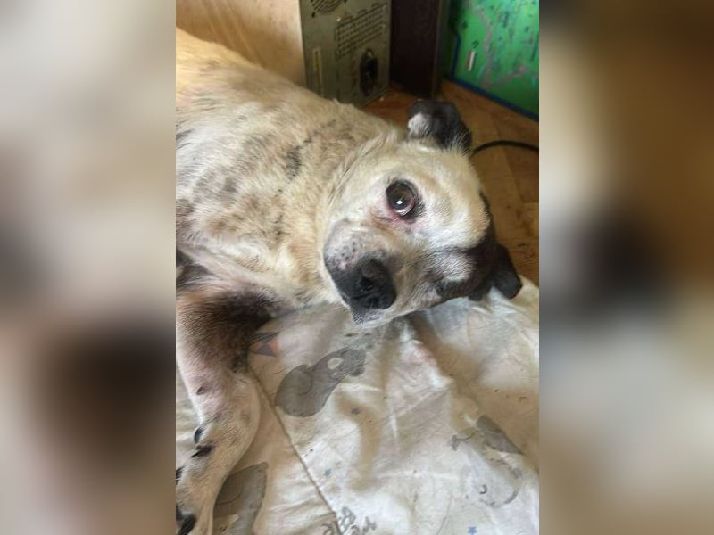 Victor-kleiner Handicaphund sucht Liebe!