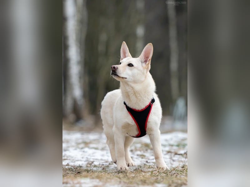 Vorsichtiger Theo sucht ruhiges Zuhause