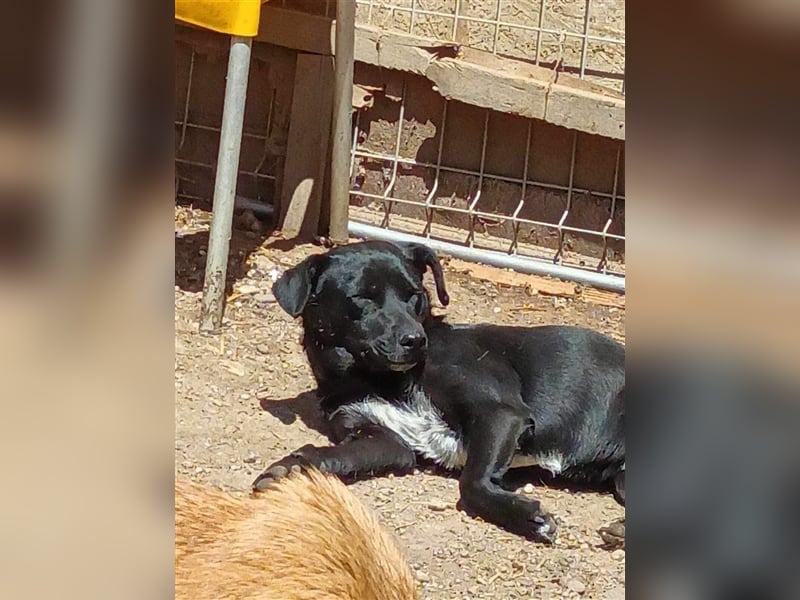 Kimberly: Liebevolle Fellnase sucht ihre Menschen