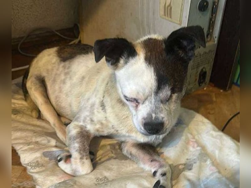 Victor-kleiner Handicaphund sucht Liebe!