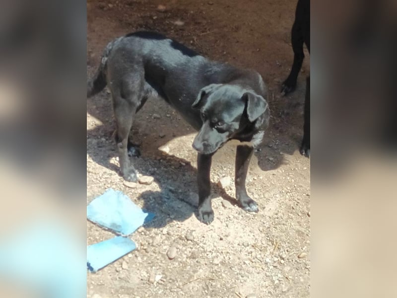 Kimberly: Liebevolle Fellnase sucht ihre Menschen