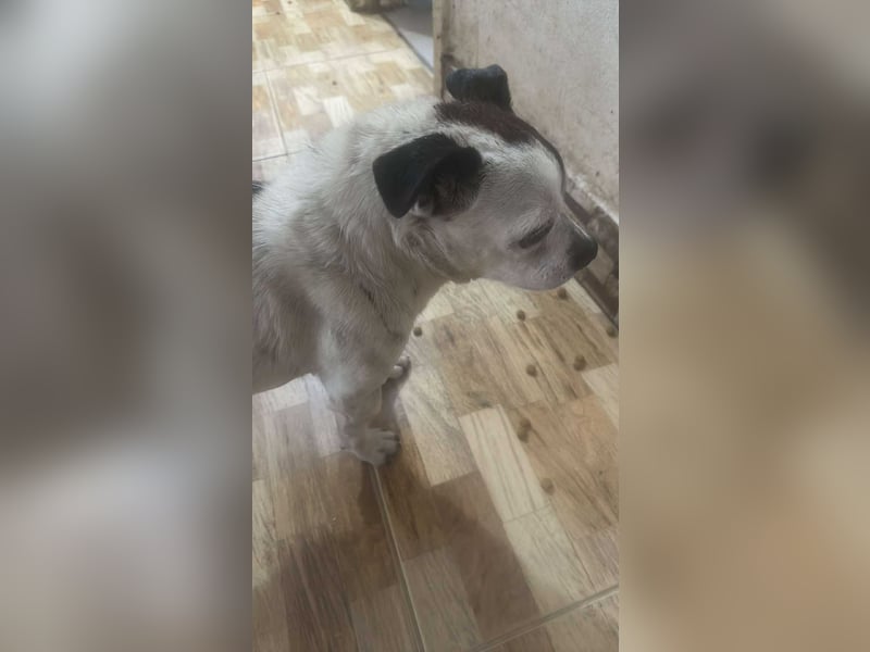 Victor-kleiner Handicaphund sucht Liebe!