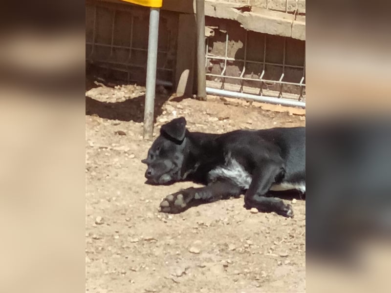 Kimberly: Liebevolle Fellnase sucht ihre Menschen