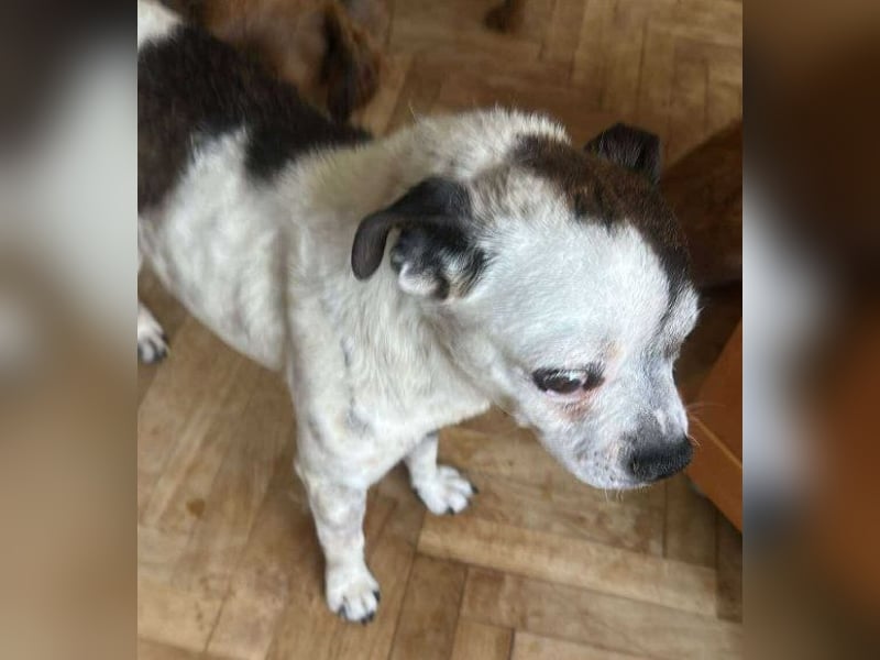 Victor-kleiner Handicaphund sucht Liebe!