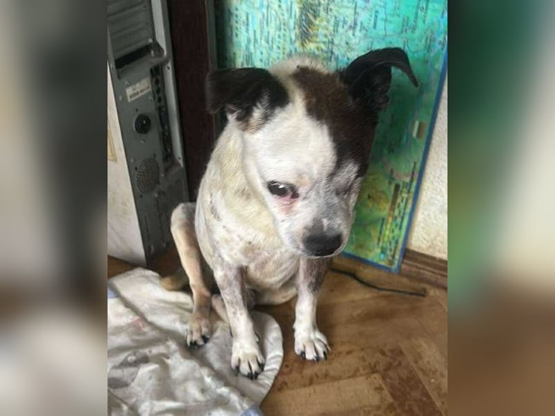 Victor-kleiner Handicaphund sucht Liebe!