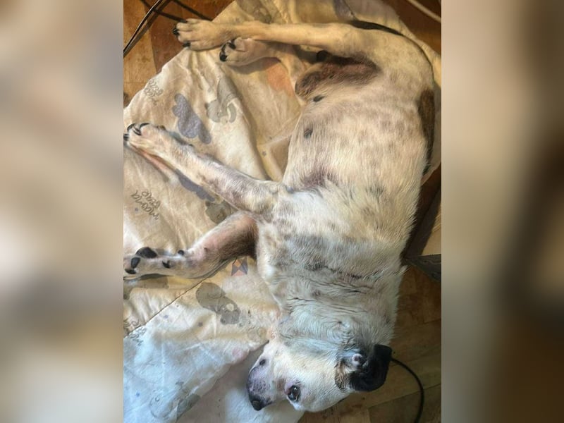 Victor-kleiner Handicaphund sucht Liebe!