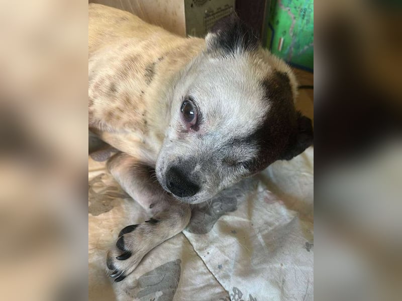 Victor-kleiner Handicaphund sucht Liebe!