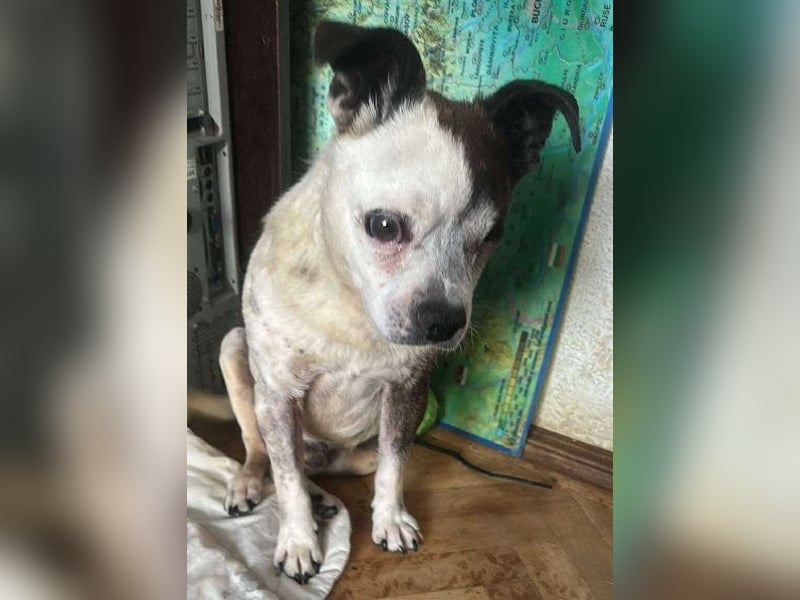 Victor-kleiner Handicaphund sucht Liebe!