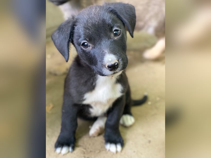 Kaviar, geb. ca. 08/2025, lebt in GRIECHENLAND, auf einer privaten Pflegestelle