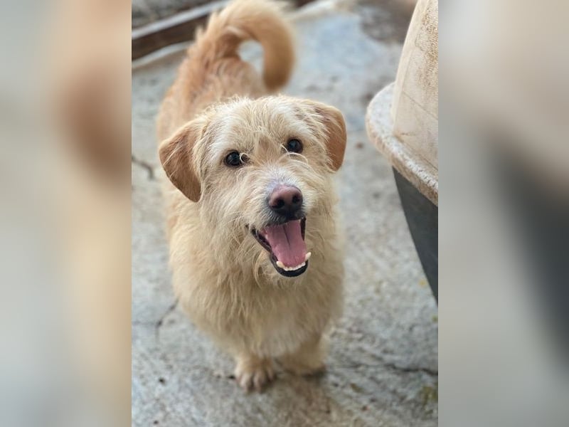 Zwirbel, geb. ca. 01/2025, lebt in GRIECHENLAND, im städt. Tierheim Serres