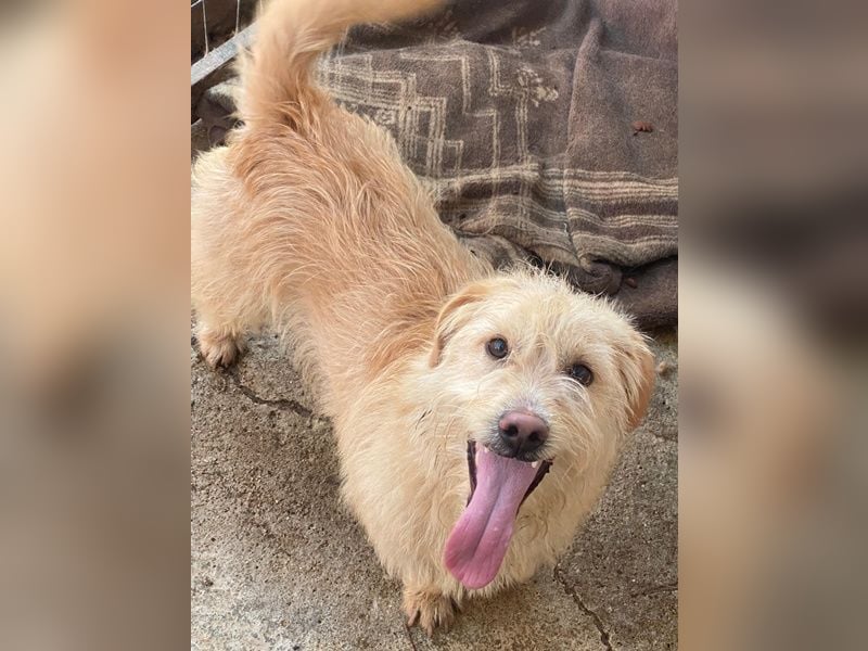 Zwirbel, geb. ca. 01/2025, lebt in GRIECHENLAND, im städt. Tierheim Serres